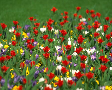 tulip Amsterdam Hollandの写真素材