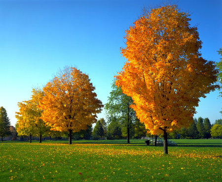 beauty of maple Canada