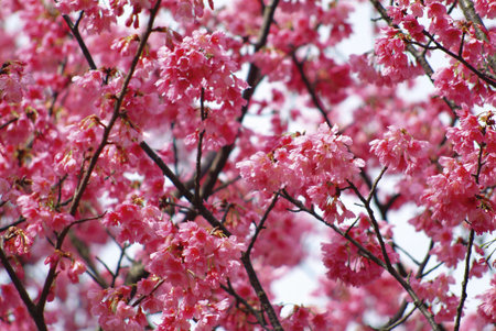 Sunlight upon the pink Cherry blossom