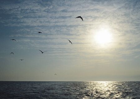 birds flying on seaの写真素材