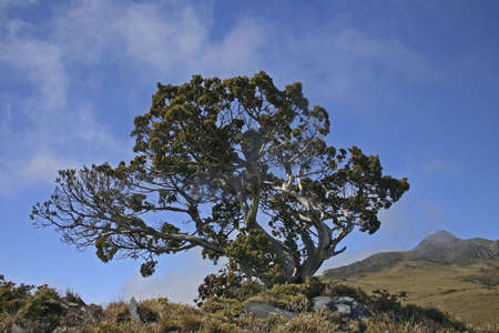 Yushan Juniperの写真素材