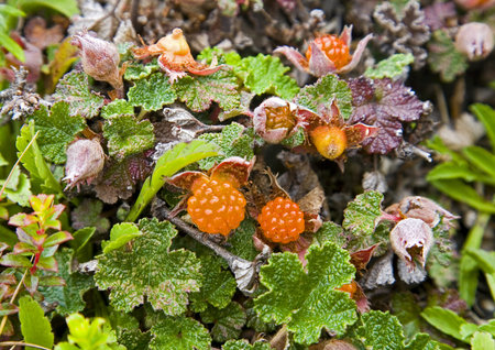 Yushan Rubus