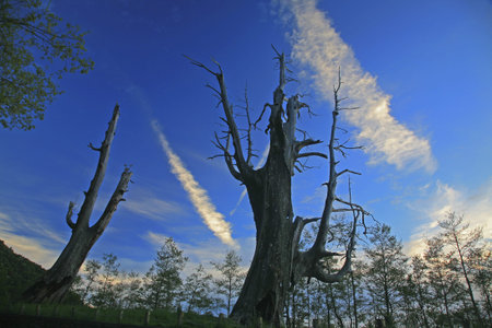 Taiwan Chiayi Xinzhongheng Husband and Wife Tree