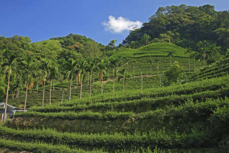 Pinglin township tea garden hillsideの写真素材