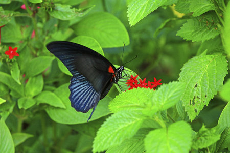 Great swallowtail butterfly