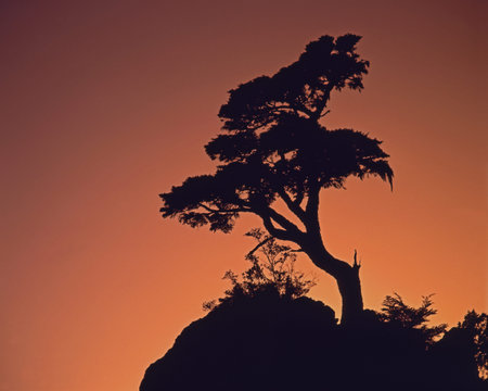 Yushan White Wood Forest Sunset Taiwan