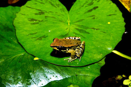 Red frog