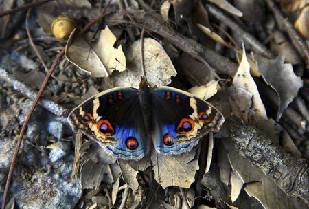 Peacock Blue Butterfly