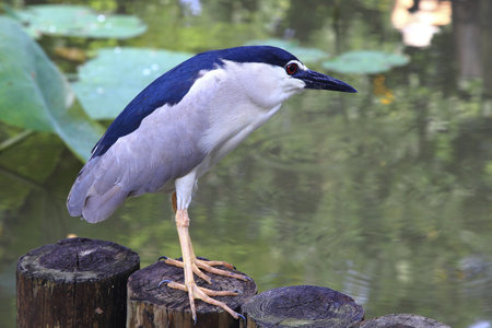 Night heron