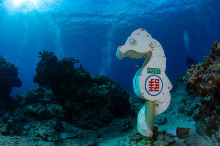 marine benthosの写真素材