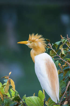 Pinglin Egretの写真素材