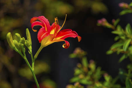 Hualien Lily flowerの写真素材