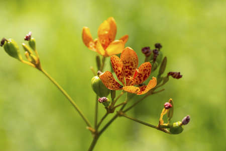 blackberry lilyの写真素材