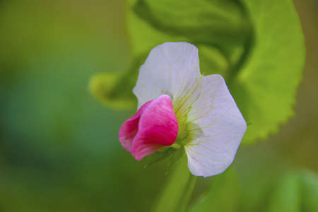 Lentil Flower and Lentilの写真素材