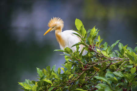 Pinglin Yellow headed Heronの写真素材