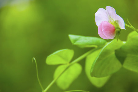 Lentil Flower and Lentilの写真素材