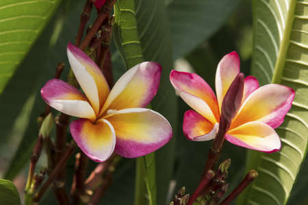 Frangipani and spiderの写真素材