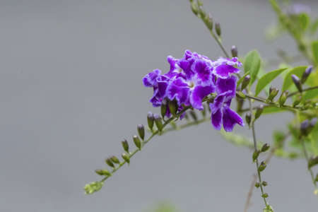 Golden Dew Flowerの写真素材