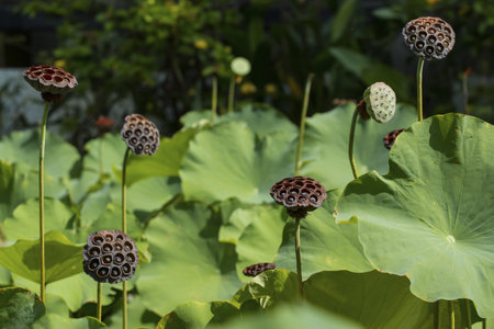 Lotus and lotus seeds in the lotus pond