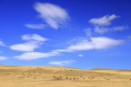 travel in Mongoliaの写真素材