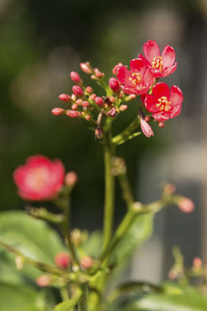 Coral flowerの写真素材