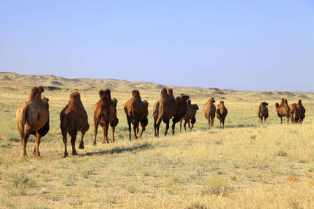 travel in Mongoliaの写真素材