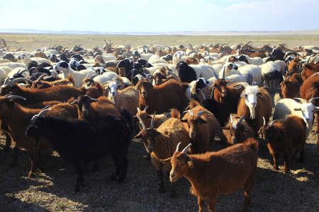 travel in Mongoliaの写真素材
