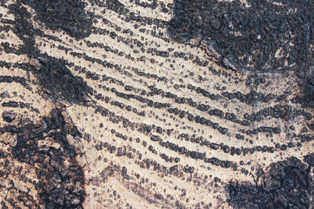 tree Bark suitable for background image. background textureの写真素材