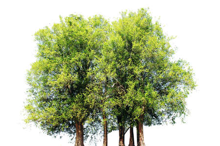 tree isolated on white backgroundの写真素材