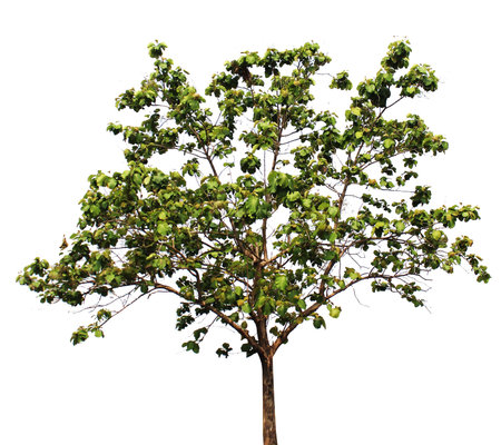 Tree isolated on white background
