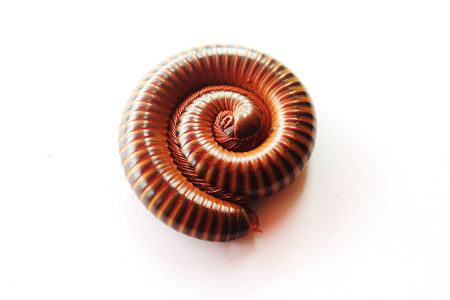 Millipede on white backgroundの写真素材
