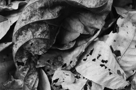 Leaves Dry leaf White and black photo texture background.の写真素材