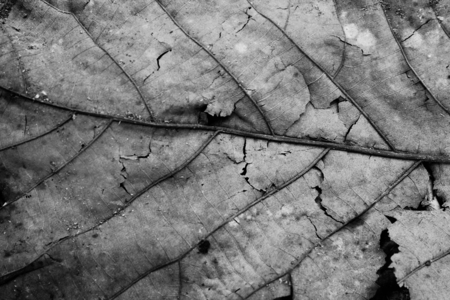 Leaves Dry leaf White and black photo texture background.の写真素材