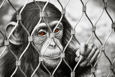 Small sad baby chimpanzee monkey with brown eyesの写真素材