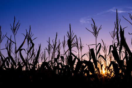 Sunset rays on the corn field with colorful blue and yellow sky in the backgroundの写真素材
