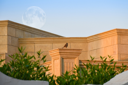 Small eagle sitting on a brick wall pillar with big full moonの写真素材