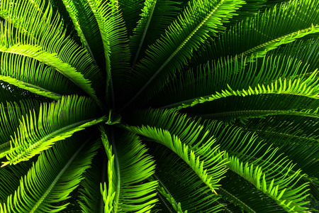 Jungle palm tree plant with green leaves and spikes with nice patternの写真素材