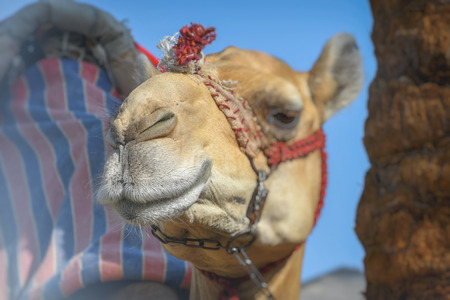 Head of dromedary domesticated riding camel tied up with metal chainの写真素材