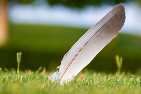 Feather on a freshly cut green grass garden with nice texture and details close upの写真素材