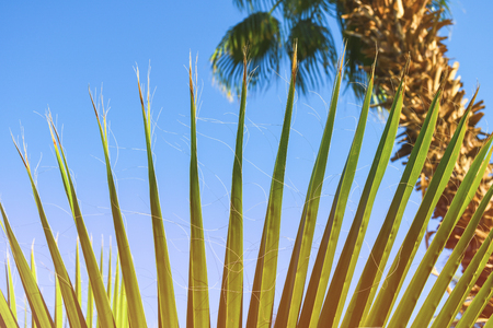 Beautiful green palm tree leave texture close up details pattern with nice straight linesの写真素材