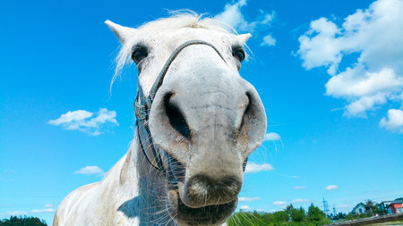 Big white horse head portrait on a sunny summer day with clear blue sky and white clouds in the backgroundの写真素材