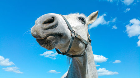 Big white horse head portrait on a sunny summer day with clear blue sky and white clouds in the backgroundの写真素材