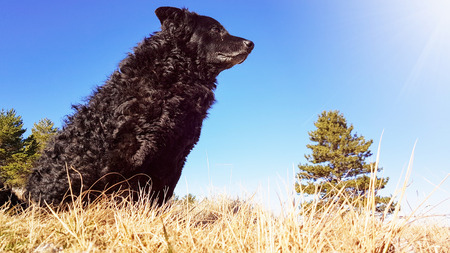 Black funny and sleepy curly dog sitting on a dry winter grass relaxing and catching warm morning sun light on a nice clear sunny dayの写真素材