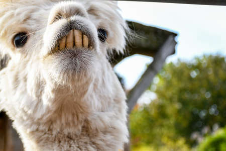 Adorable smiling funny looking white lama with big front teeth looking around inside a small ranch head shootの写真素材