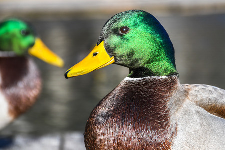 Male mallard duck on a wooden pier head portrait shot on a sunny day with nice shiny green feather head and yellow billの写真素材