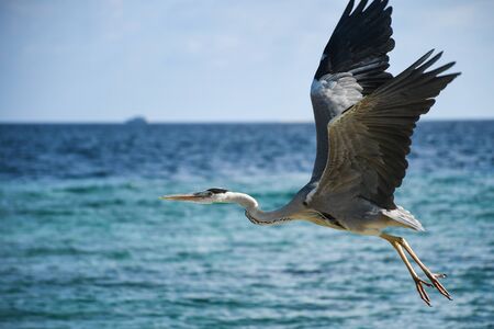 Big hungry crane bird with opened wigs flying over the big blue ocean searching for small fish to catchの写真素材