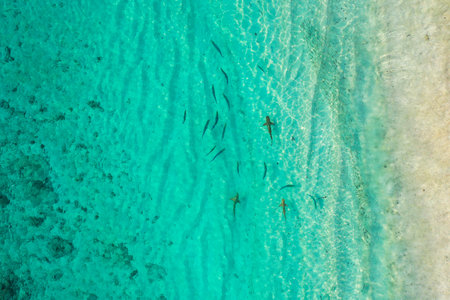 Aerial top down view of black tip sharks together in symbiosis with blue tuna swimming and hunting for a small fish in the early morningの写真素材