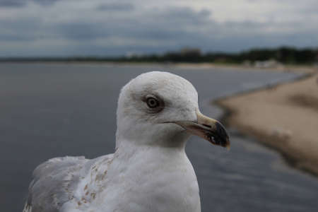 Photo of a seagull against the background of the seaの写真素材