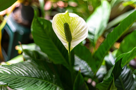 Close up photo with selectiive focus of white spathiphyllum flower with green leaves. Blooming white flowers spathiphyllum.の写真素材
