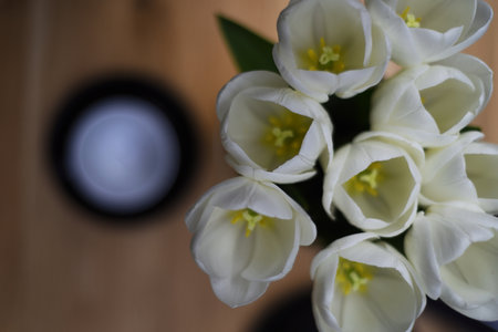 Bouquet of the white tulips on the wooden backgroundの写真素材